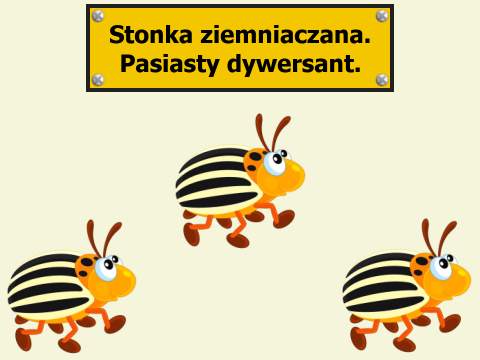 Pasiasty dywersant Stonka ziemniaczana. Imperialistyczny dywersant