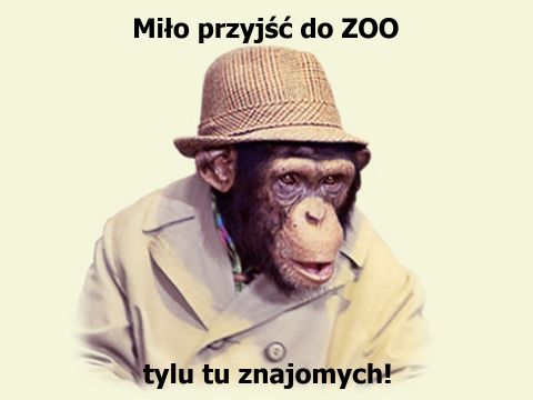 Małpy, hieny, osły... Odwiedziny w ZOOO, aforyzm Urszuli Zybury